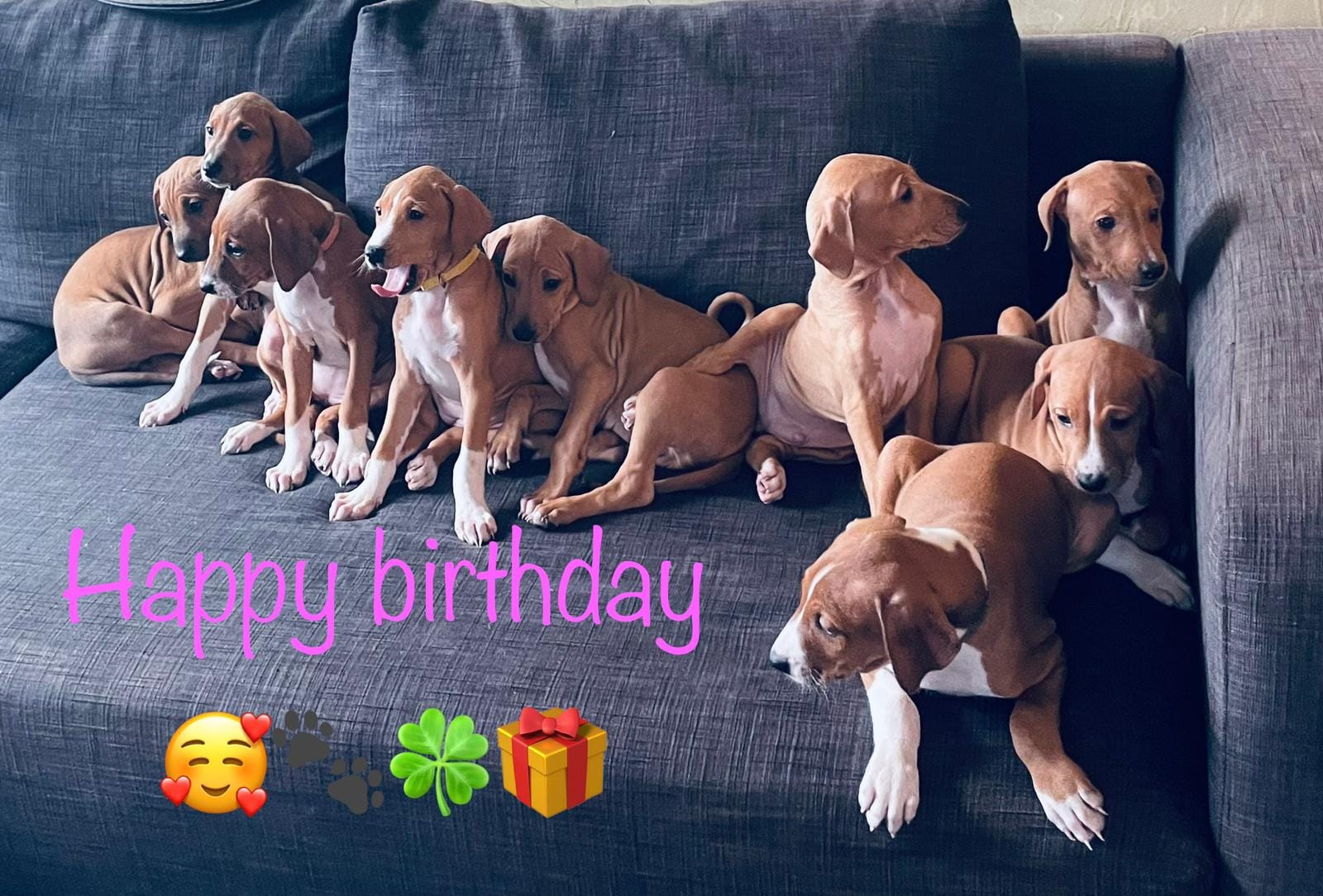 Wir wünschen unseren Azawakh Kindern alles Gute zu Ihrem 1. Geburtstag.....